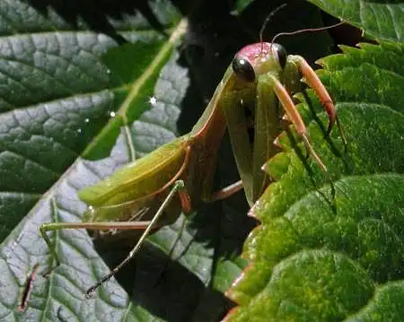 This praying mantis is cute.