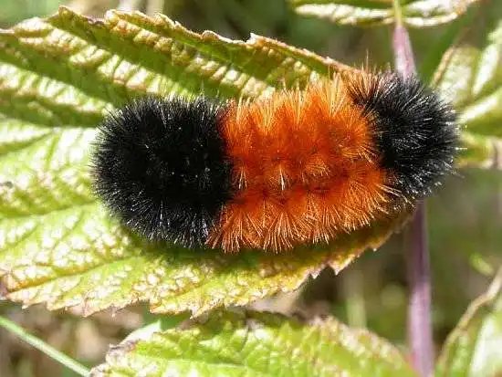 This caterpillar is cute.
