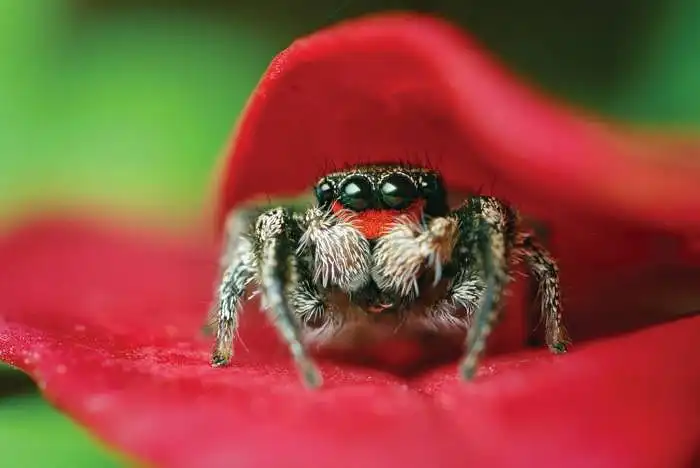 This spider is cute.