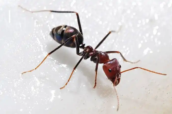 This ant is cute.