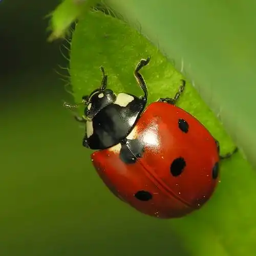 This Ladybug is cute.