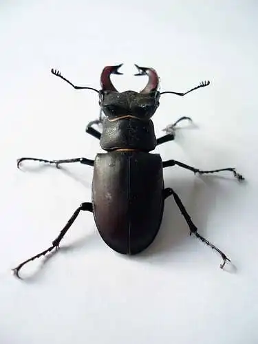 This stag beetle is cute.