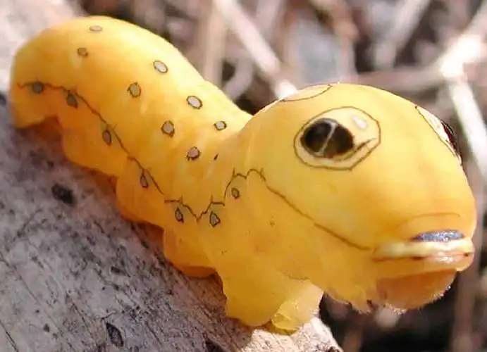 This caterpillar is cute.