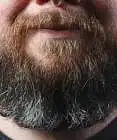 The Dusty Walrus