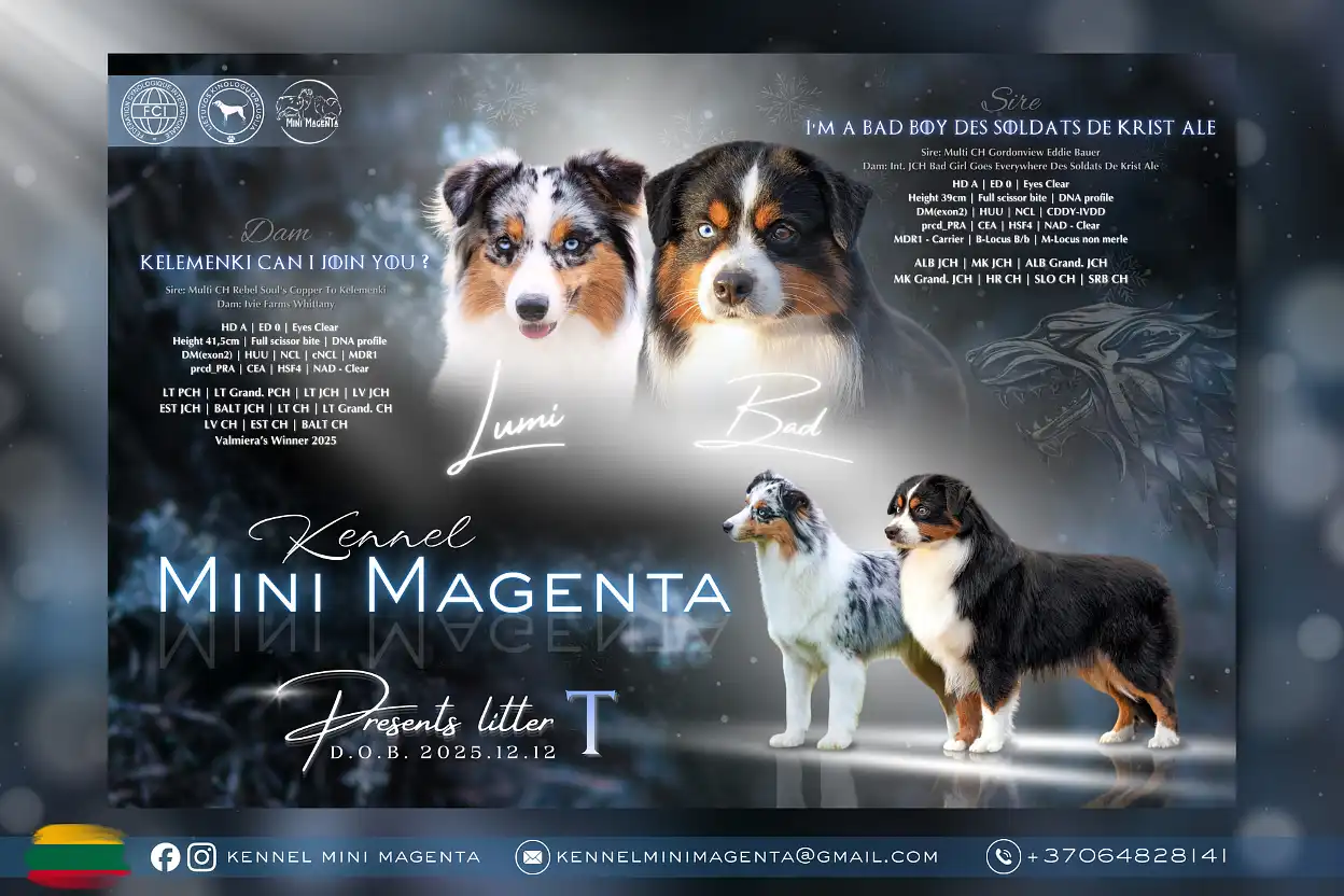 Veislyno Mini Magenta 问卷调查，未来的小狗主人