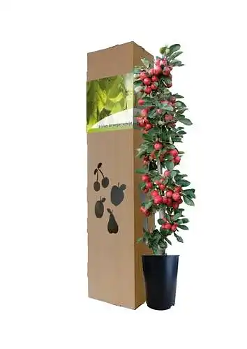 MiniTree Iwadi