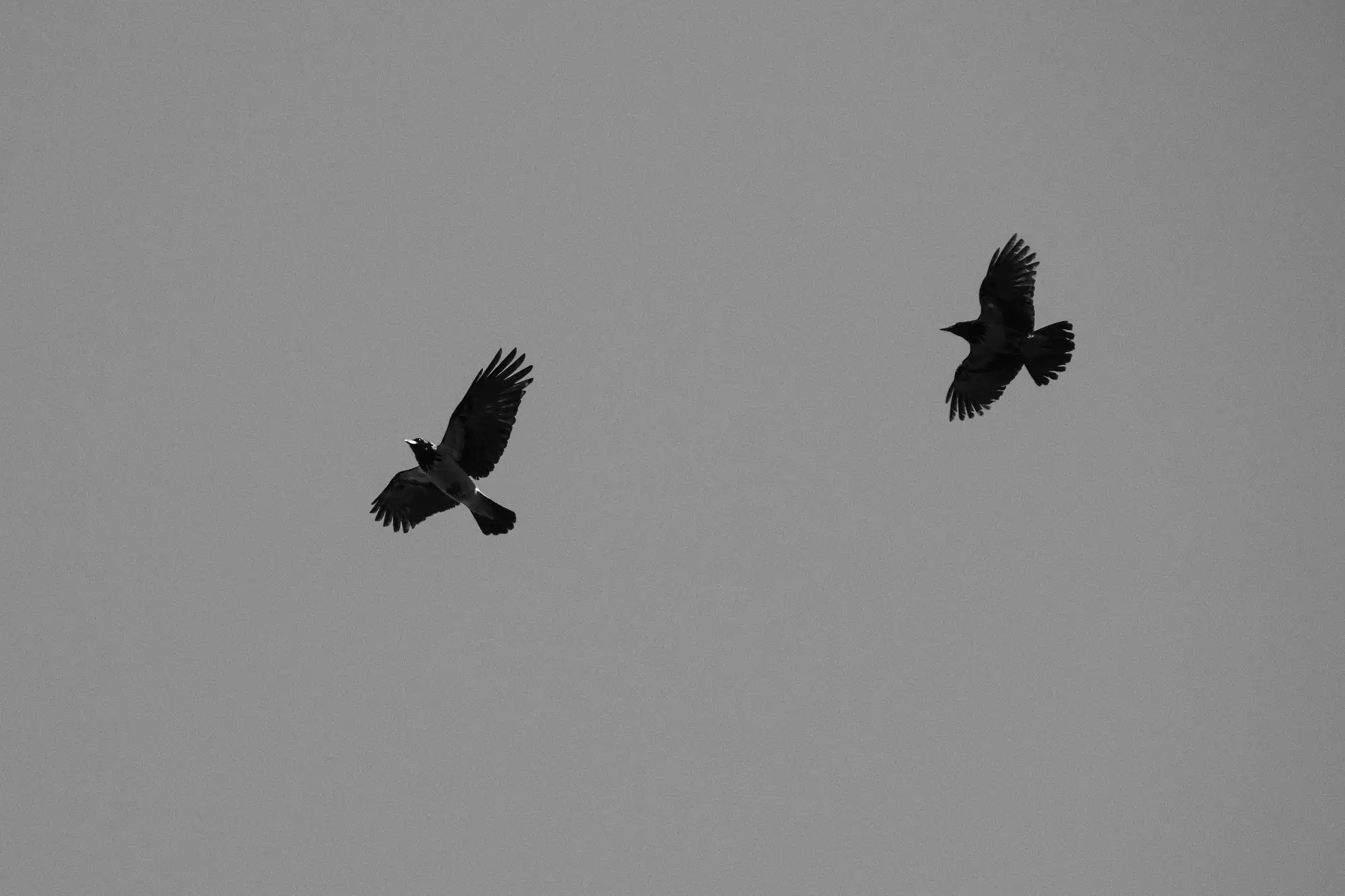 Crows