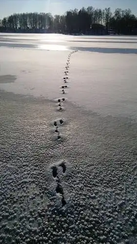 Rate the photo