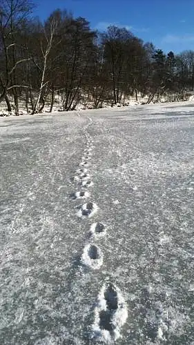 Rate the photo