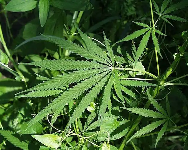 Tycker du att medicinsk marijuana bör legaliseras?