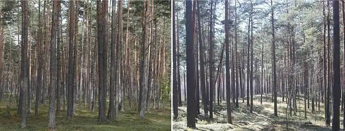 3.4. Mennyire fontosak a középkorú fenyőerdők az Ön jólétéhez?