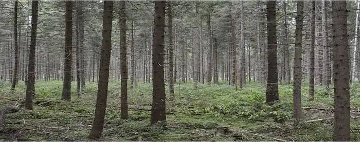 3.6. Mennyire fontosak a középkorú lucfenyőerdők az Ön jólétéhez?