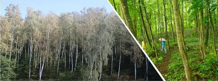 3.2. Kedu ka ọhịa deciduous nke afọ etiti si dị mkpa maka ịdị mma gị?