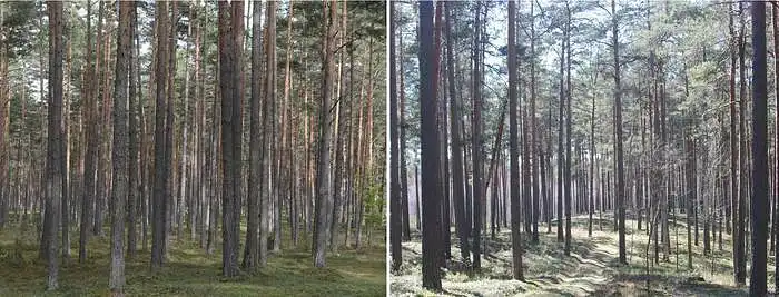 3.4. Kedu ka ọhịa pine nke afọ etiti si dị mkpa maka ịdị mma gị?