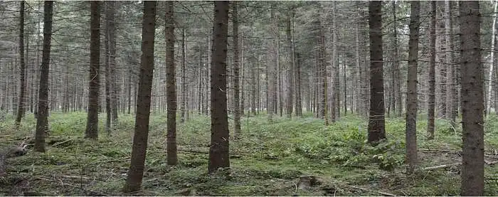 3.6. Koliko su važna srednje stara smrekova šuma za vaše blagostanje?