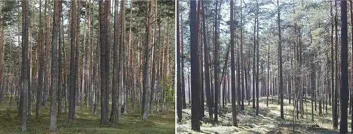 3.4. ¿Qué tan importantes son los bosques de pino de mediana edad para tu bienestar?