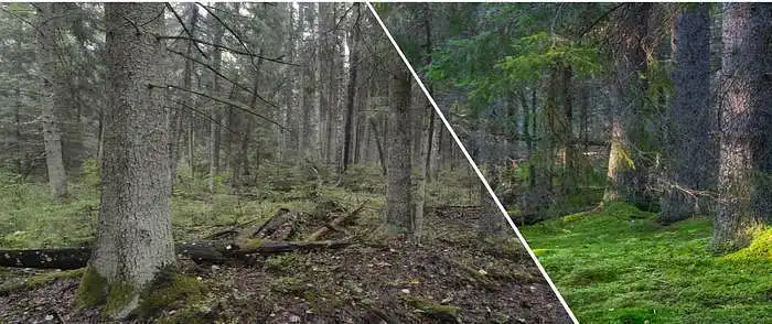 3.7. How important are old-aged spruce forests for your well-being?