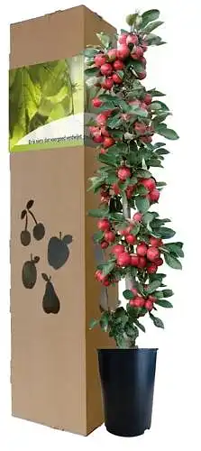 MiniTree als Geschenkidee