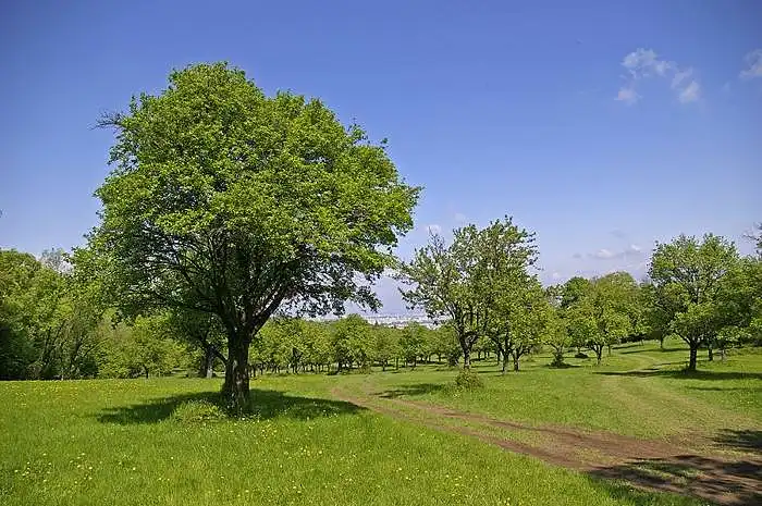 Ieşire sâmbătă