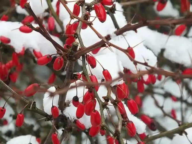 Fotoğrafı değerlendirin