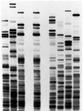 Kas te esitate vabatahtlikult oma DNA näidise valitsuse DNA andmebaasi?