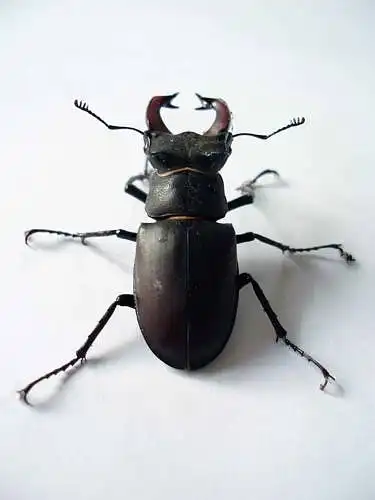 Stag beetle a dị mma.