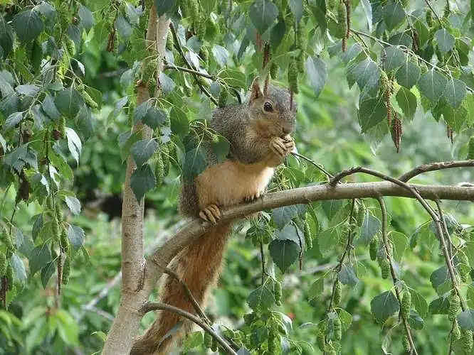 तस्वीर ४९