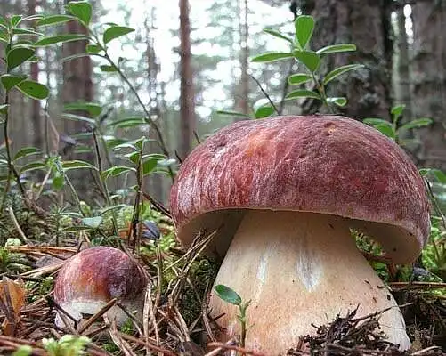 Kapcsolódik ez a kép az Ön Tomsk régióval kapcsolatos elképzeléseihez?