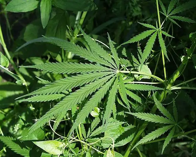 Do you think medical marijuana should be legalized?