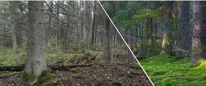 3.7. How important are old aged spruce forests for your well-being?