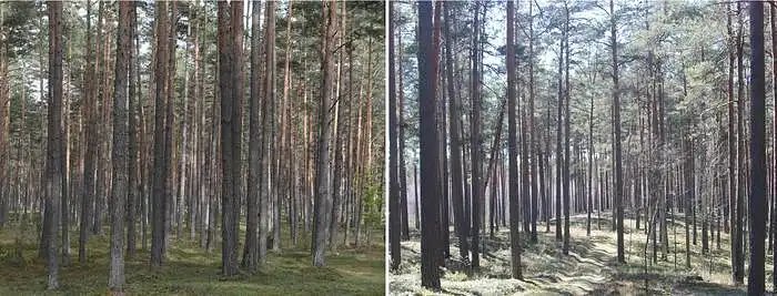 3.4. How important are middle aged pine forests for your well-being?
