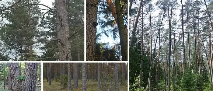 3.5. How important are old pine forests for your well-being?